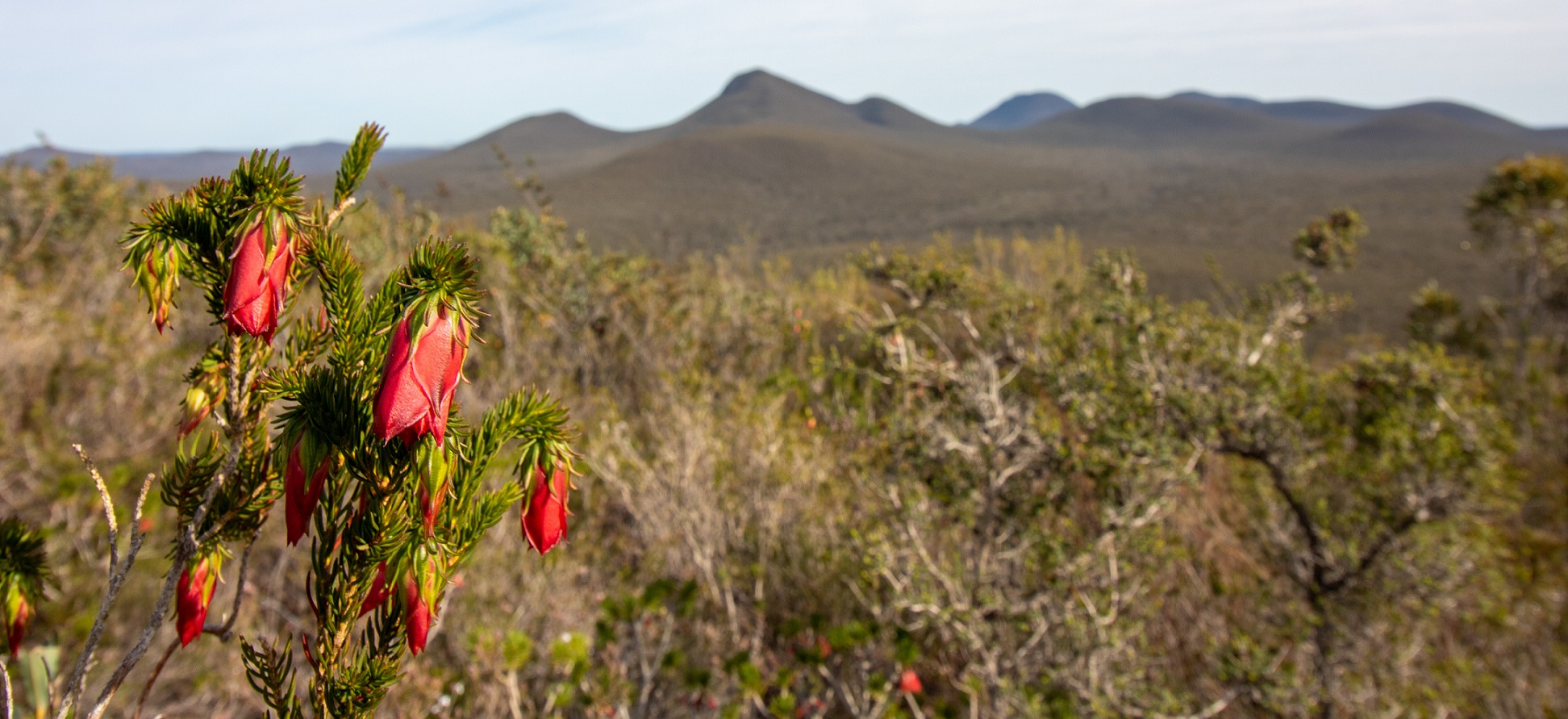 A multi-stemmed shrub, with several red nodding inflorescence. The leaves are short, narrow and glaucous at the top of woody stems. In the background is a forested mountainous landscape.